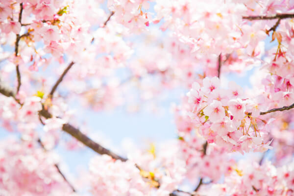 桜の開花予想✿✿✿